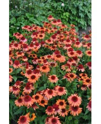 Jeżówka 'Carrot Cake'  Echinacea