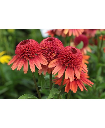 Jeżówka 'Carrot Cake'  Echinacea