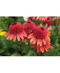 Jeżówka 'Carrot Cake'  Echinacea