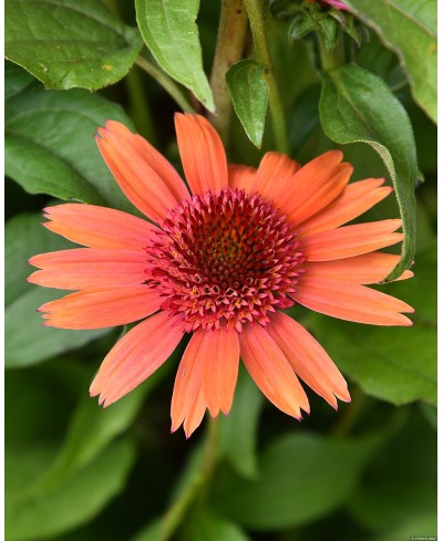 Jeżówka 'Carrot Cake'  Echinacea