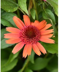 Jeżówka 'Carrot Cake'  Echinacea
