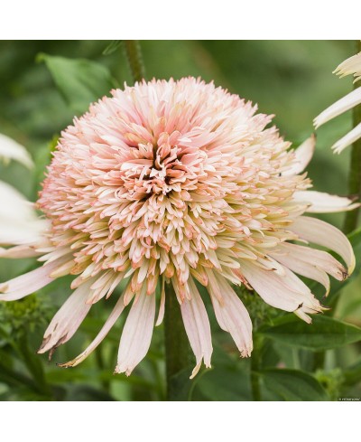 Jeżówka 'Cherry Fluff'  Echinacea