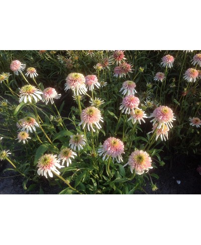 Jeżówka 'Cherry Fluff'  Echinacea