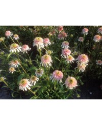 Jeżówka 'Cherry Fluff'  Echinacea