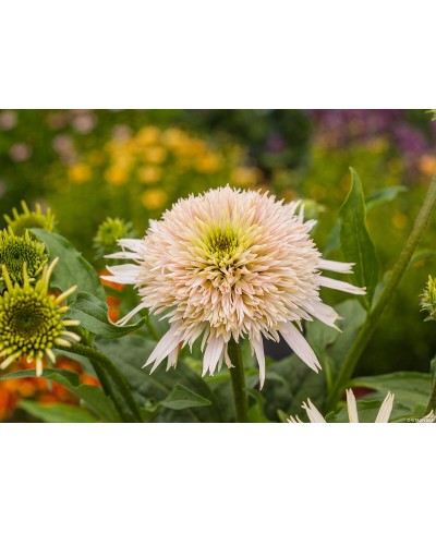 Jeżówka 'Cherry Fluff'  Echinacea