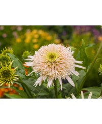 Jeżówka 'Cherry Fluff'  Echinacea