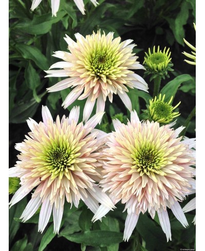 Jeżówka 'Cherry Fluff'  Echinacea