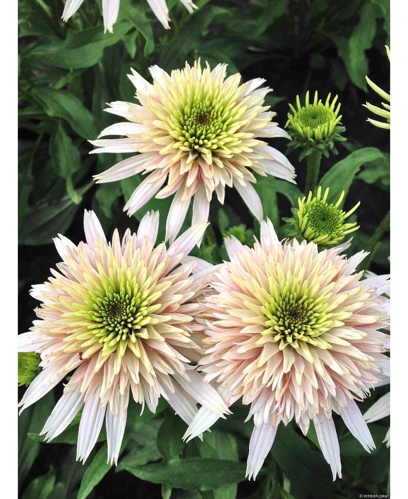 Jeżówka 'Cherry Fluff'  Echinacea