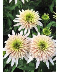 Jeżówka 'Cherry Fluff'  Echinacea