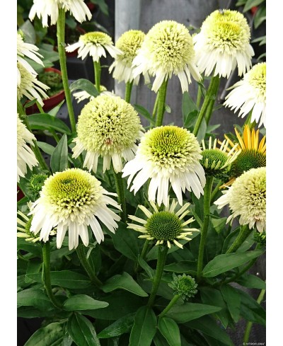 Jeżówka 'Delicious Nougat' Echinacea