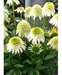 Jeżówka 'Delicious Nougat' Echinacea