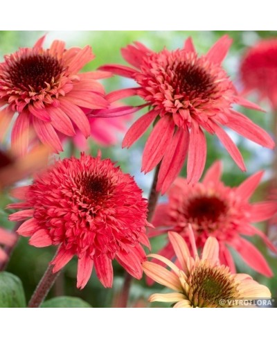Jeżówka 'Raspberry Truffle'  Echinacea