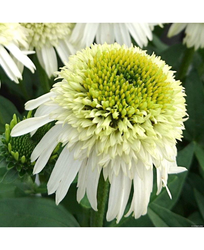 Jeżówka 'Delicious Nougat' Echinacea