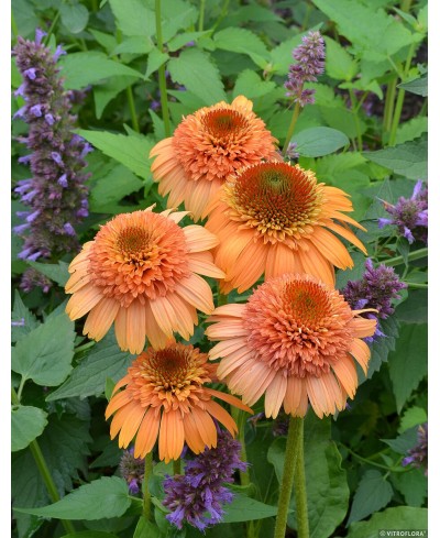 Jeżówka 'Supreme Cantaloupe'  Echinacea