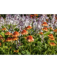 Jeżówka 'Supreme Cantaloupe'  Echinacea