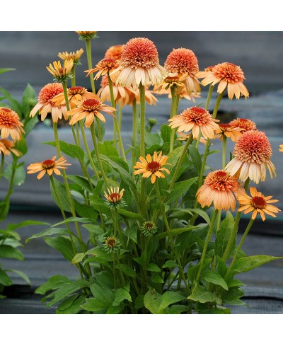 Jeżówka 'Supreme Cantaloupe'  Echinacea