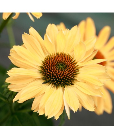 Jeżówka 'Aloha'  Echinacea