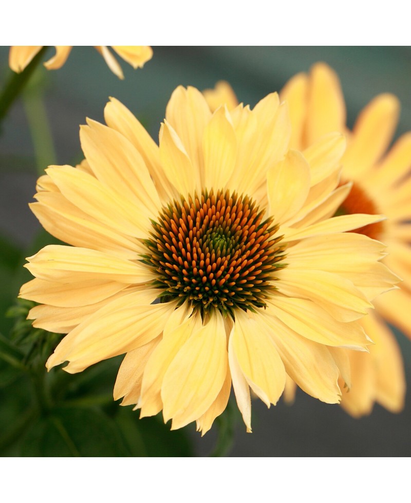 Jeżówka 'Aloha'  Echinacea