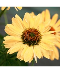 Jeżówka 'Aloha'  Echinacea