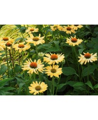 Jeżówka 'Aloha'  Echinacea