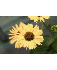 Jeżówka 'Aloha'  Echinacea