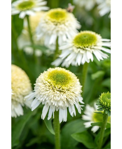 Jeżówka 'Delicious Nougat' Echinacea