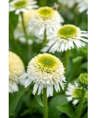 Jeżówka 'Delicious Nougat' Echinacea