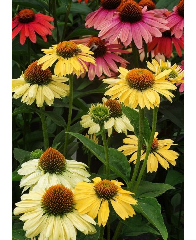 Jeżówka 'Aloha'  Echinacea