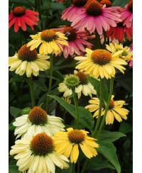 Jeżówka 'Aloha'  Echinacea