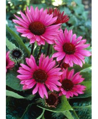 Jeżówka 'Fatal Attraction'  Echinacea