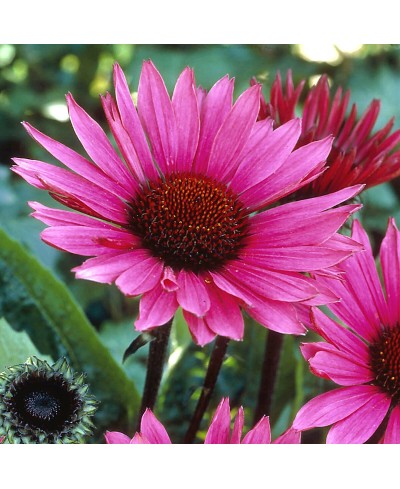 Jeżówka 'Fatal Attraction'  Echinacea