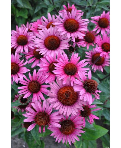 Jeżówka 'Fatal Attraction'  Echinacea