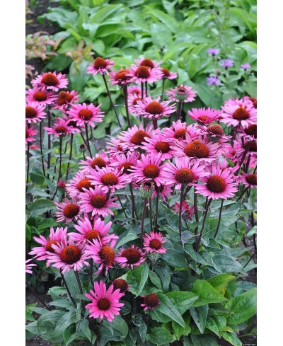 Jeżówka 'Fatal Attraction'  Echinacea