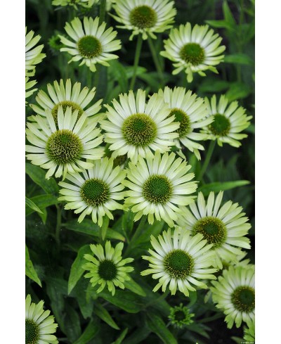 Jeżówka 'Green Jewel'  Echinacea