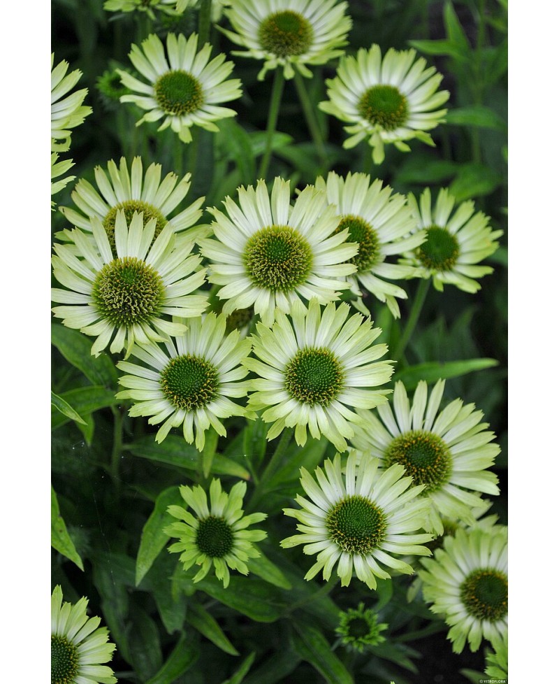 Jeżówka 'Green Jewel'  Echinacea