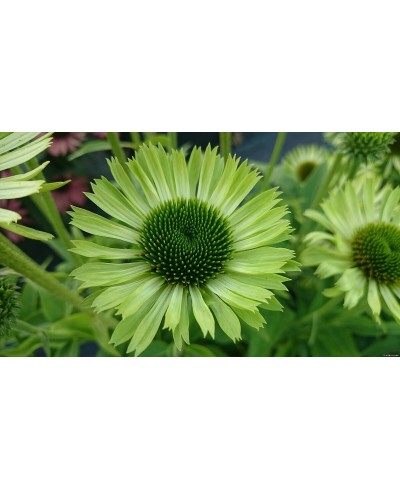 Jeżówka 'Green Jewel'  Echinacea