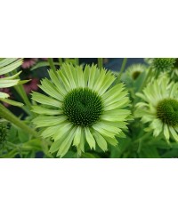 Jeżówka 'Green Jewel'  Echinacea