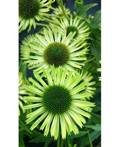 Jeżówka 'Green Jewel'  Echinacea