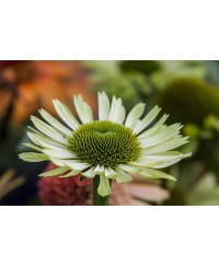 Jeżówka 'Green Jewel'  Echinacea
