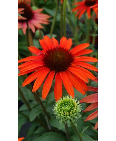Jeżówka 'Hot Lava'  Echinacea