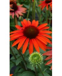 Jeżówka 'Hot Lava'  Echinacea