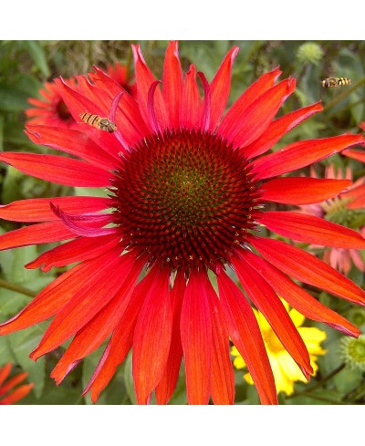 Jeżówka 'Hot Lava'  Echinacea