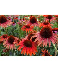 Jeżówka 'Hot Lava'  Echinacea