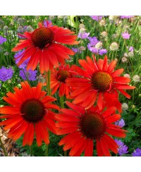 Jeżówka 'Hot Lava'  Echinacea