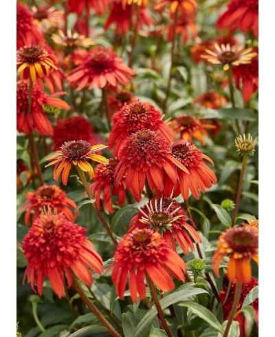 Jeżówka 'Hot Papaya'  Echinacea