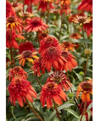 Jeżówka 'Hot Papaya'  Echinacea