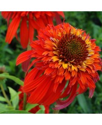 Jeżówka 'Hot Papaya'  Echinacea