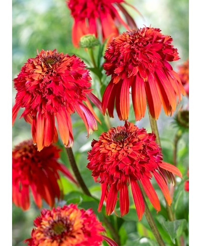 Jeżówka 'Hot Papaya'  Echinacea
