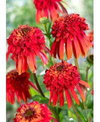 Jeżówka 'Hot Papaya'  Echinacea