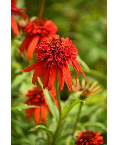 Jeżówka 'Hot Papaya'  Echinacea